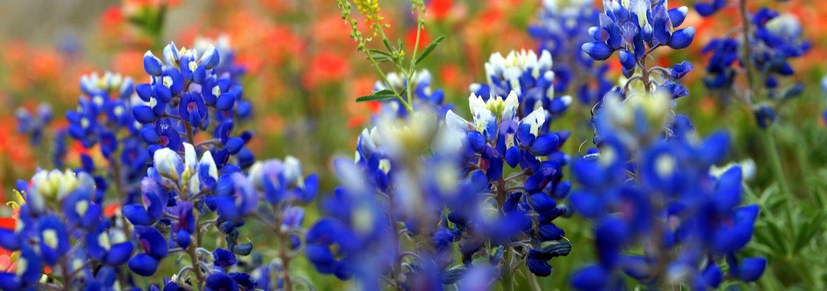 Bluebonnets and Indian paintbrush wildflowers in Senna Hills